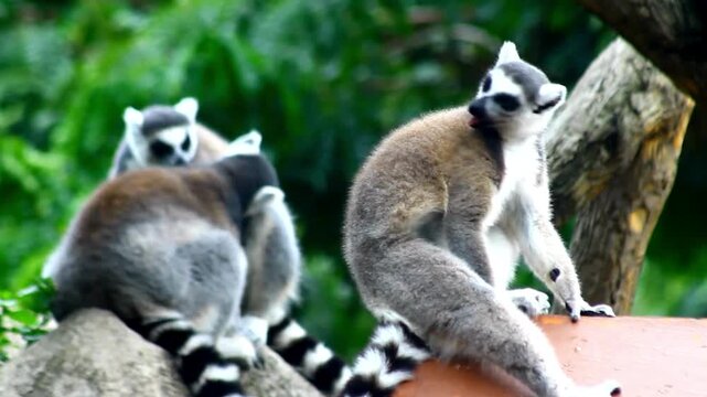 Group of Ring-tailed Lemurs grooming and "massaging" each other, a vital social behavior used to strengthen troop bonds and maintain hygiene.