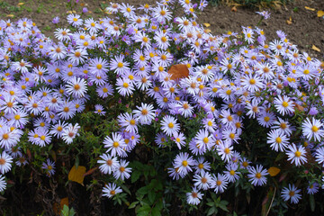 Unnumbered violet flowers of Michaelmas daisies in mid October © Anna