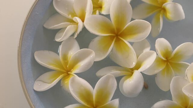 Woman hand placing plumeria flower into water bowl, spa massage and self care concept for mental health awareness, wellness. White frangipani flowers with yellow center for body care and relaxation