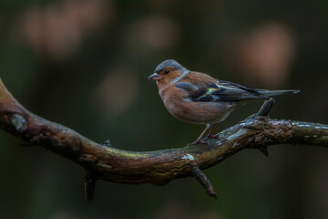 Fototapeta premium Common Chaffinch (Fringilla coelebs) on a branch in the forest of Noord Brabant in the Netherlands. 
