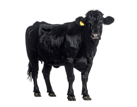 Black cow standing on flat ground with glossy coat and yellow ear tag