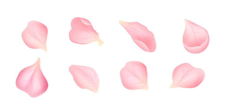 Collection of pink sakura petals isolated on white background. Delicate cherry blossom elements with soft gradient. Floral vector set for wedding, spring, branding and decorative design