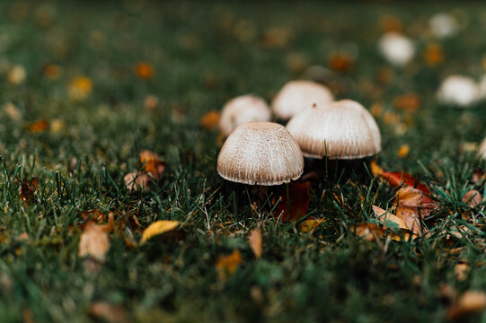 Cluster of small white mushrooms in grass with autumn leaves, North Germany
