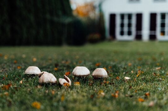 Small white mushrooms growing in lawn grass in autumn garden