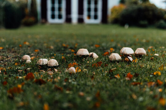 White mushrooms growing in lawn grass in autumn garden, North Germany