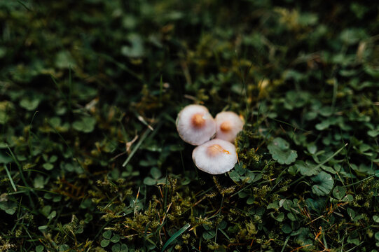 Tiny wild mushrooms in mossy groundcover, close-up
