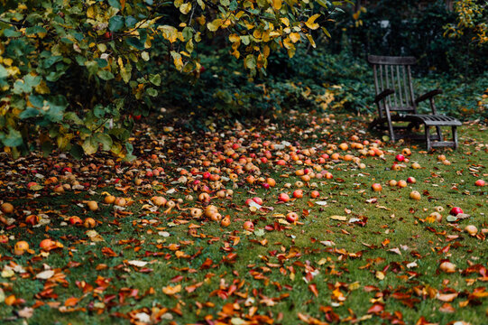 Fallen Apples and Autumn Leaves Covering a Backyard Lawn