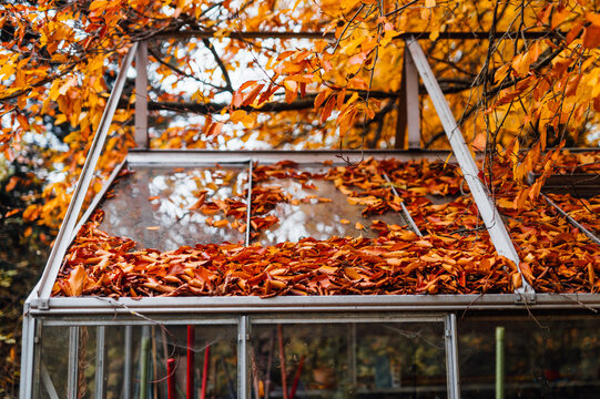 Autumn leaves covering glass greenhouse roof in fall garden