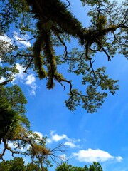 Obraz premium Low angle view of tree branches with green leaves and hanging moss against a bright blue sky with scattered white clouds.
