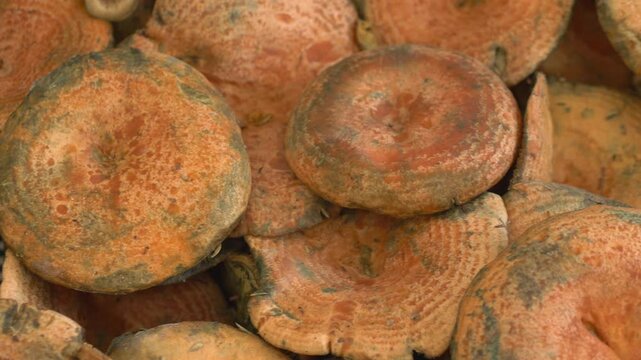 Lactarius deliciosus mushrooms caps filling frame create saffron milkcap textured background and rich milkcap surface for culinary advertising and forest produce promotion