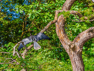 Fototapeta premium A view of an Anhinga on a tree branch drying its wings above a lake in Canoe Bay, Tobago on a bright morning in January