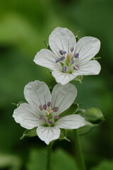 Obraz premium Geranium thunbergii, a Japanese medicinal herb (Genno-shoko) with white flowers