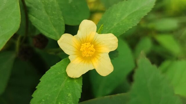 Sida rhombifolia flower blooming with small yellow petals, known as medicinal herb in tropical environment, showing natural botanical detail and wild plant beauty