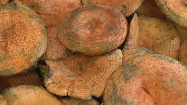 Saffron milkcap mushrooms stacked in pile at rural market presenting Lactarius deliciosus harvest and wild forest produce for organic food retail and seasonal nutrition promotion. 