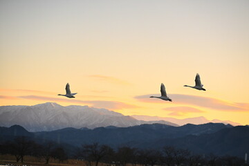 飯豊山脈を背景に飛ぶ白鳥（新潟県阿賀野市） © UI_forever