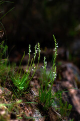 Summer Lady's-tresses (Spiranthes aestivalis), Orchidea (Spiranthes aestivalis) Rio s'Elighe, olbia, Monti, Sardegna, Italia