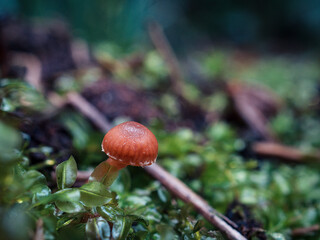 mushroom in the forest