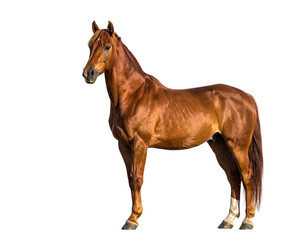 Obraz premium Horse with glossy chestnut coat standing in profile against white background