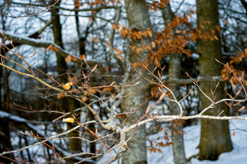Natural beech branch with buds and dry leaves in winter forest