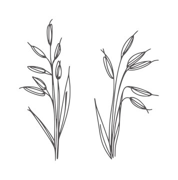 Minimalist black and white line of two oat stalks grain plant agriculture