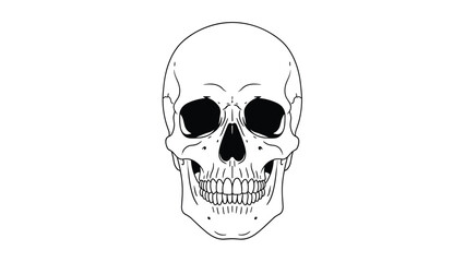 Fototapeta premium Realistic black and white line art illustration of a human skull from a front perspective showing anatomical details of the teeth and bones.