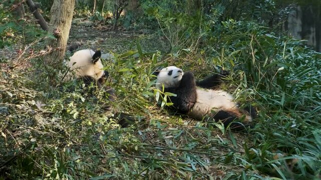 Giant pandas laying on ground, eating bamboo surrounded by leaves and forest floor at Chengdu Research Base of Giant Panda Breeding, China. Biodiversity, wildlife protection