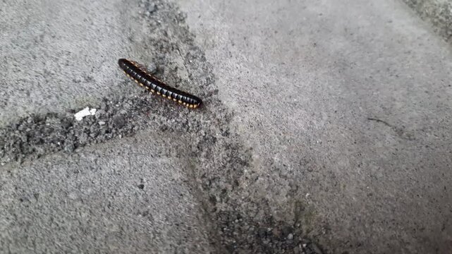 Yellow-spotted Millipede Crawling on Concrete Surface in 4K Video of Myriapod Movement, Polydesmida Species 