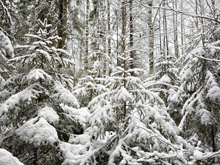 Snow covers trees in a quiet forest on a winter day near a small town in northern region of the country