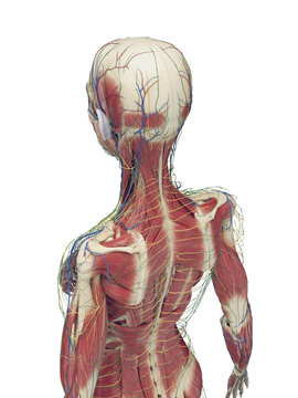 A Detailed 3D Depiction Of The Intermediate Muscles Of A Woman