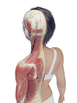 A Detailed 3D Depiction Of The Superficial Back Muscles Of A Woman