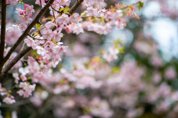 Obraz premium 鎌倉26213 妙本寺5 河津桜