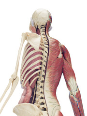 Fototapeta premium A Detailed 3D Depiction Of The Muscles And Organs Of A Woman