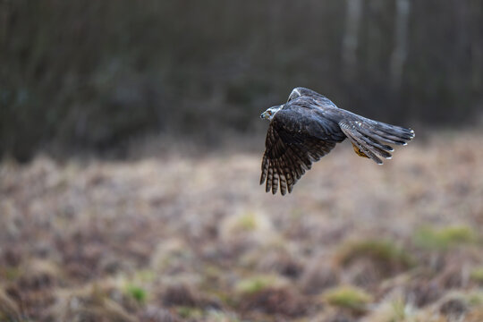 Northern goshawk bird ( Accipiter gentilis )