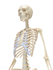 A Detailed 3D Depiction Of The Skeletal System Of A Woman © Sebastian Kaulitzki