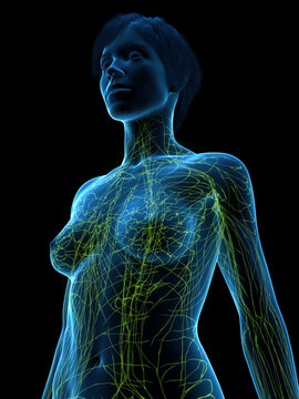 A Detailed 3D Depiction Of The Lymphatic System Of A Woman