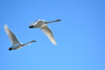 Obraz premium 青空を飛ぶ瓢湖の白鳥（新潟県阿賀野市水原）