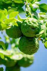 Fresh Bergamot fruits or Kaffir lime on tree with green leaves and sunlight. Concept of herbal medicine, organic farming, tropical Thai ingredient, and natural essential oil source, Vertical