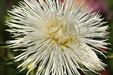 Detailed image of a delicate flower. Concept of beauty, purity, and botanical structure. Used as a background or pattern.