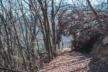 산길 너머 양지바른 곳