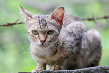 Obraz premium Close up brown cat is sit down and cute in garden