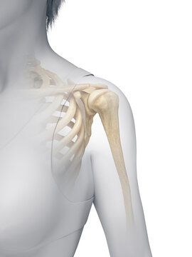 A Detailed 3D Depiction Of The Bones Of The Shoulder