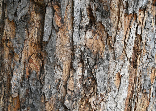 Close view of rough tree bark showing various shades and textures on a sunny day in a forest setting