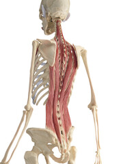 A Detailed 3D Depiction Of The Deep Back Muscles Of A Female