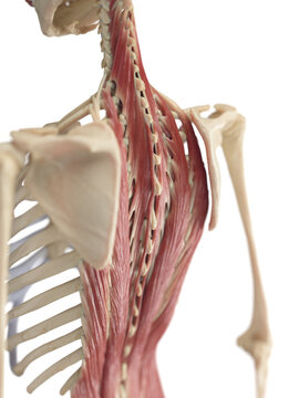 A Detailed 3D Depiction Of The Deep Back Muscles Of A Female