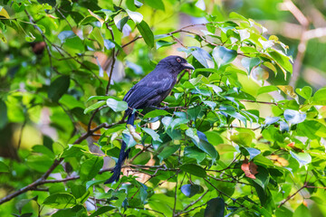 Ratchet-tailed Treeple (Temnurus temnures)  a rare bird on the branch of the tree.