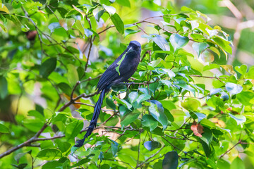 Ratchet-tailed Treeple (Temnurus temnures)  a rare bird on the branch of the tree.