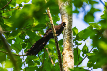 Ratchet-tailed Treeple (Temnurus temnures)  a rare bird on the branch of the tree.