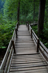 Wooden boardwalk in the forest