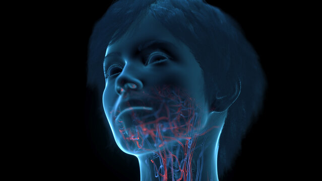 A Detailed 3D Depiction Of The Circulatory System Of A Woman