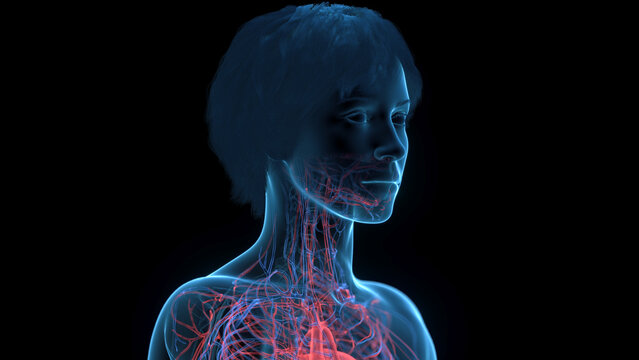 A Detailed 3D Depiction Of The Circulatory System Of A Woman